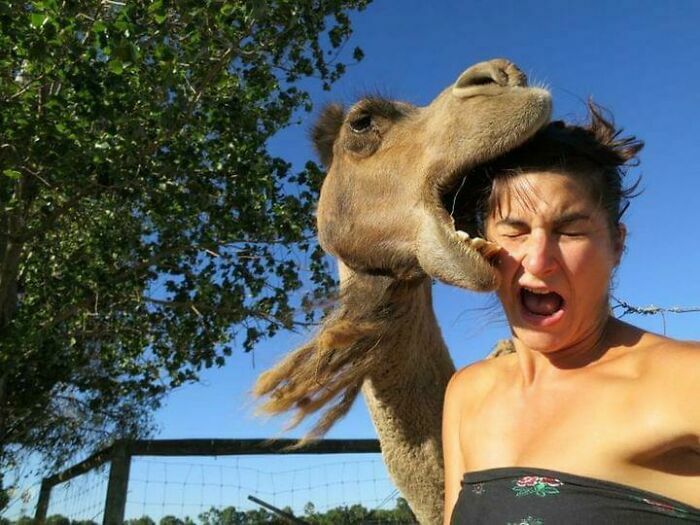 Camello simula morder a mujer con rostro sorprendido en campo abierto fotos divertidas