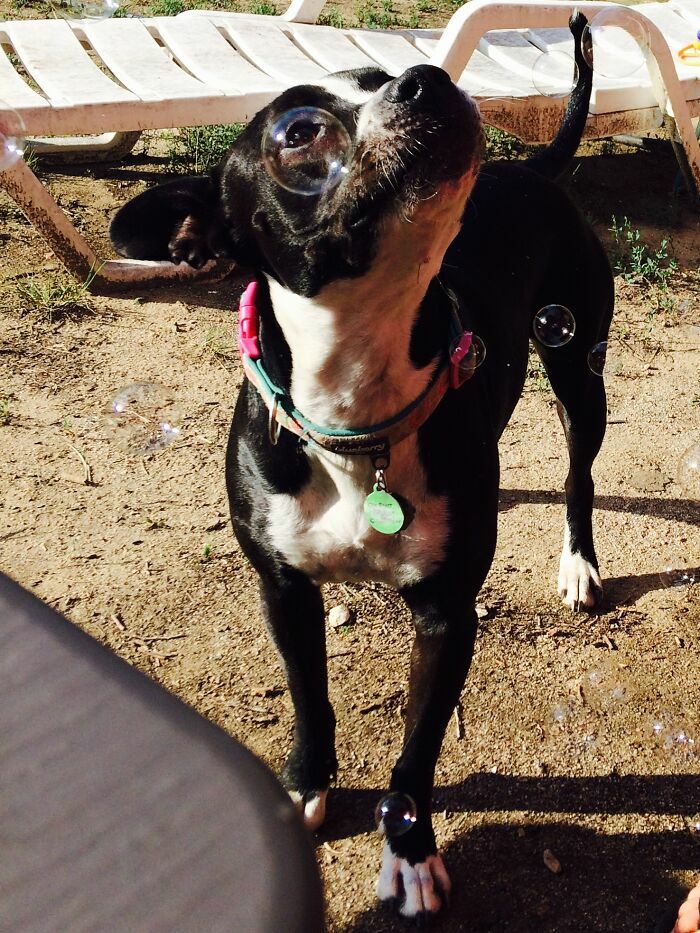 Perro negro con collar cerca de burbujas al aire libre en día soleado fotos tiernas