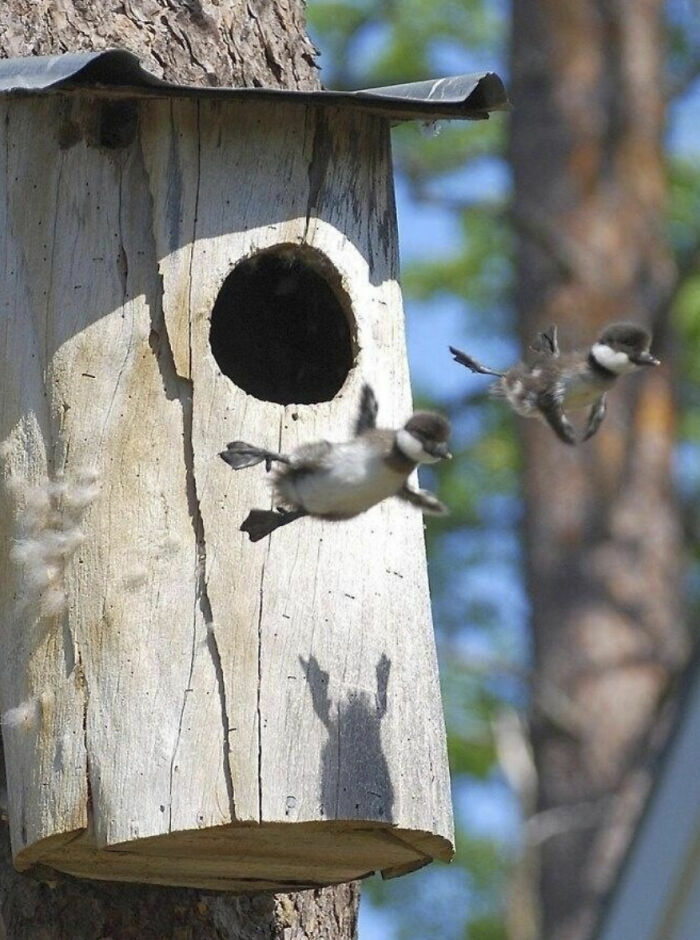 Pájaros bebés saltando de casa de madera con sombras divertidas de animales