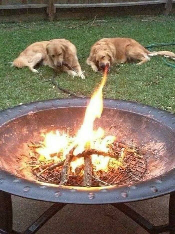 Perros dorados al lado de fuego, uno parece soplar la llama en jardín verde tiernos animales