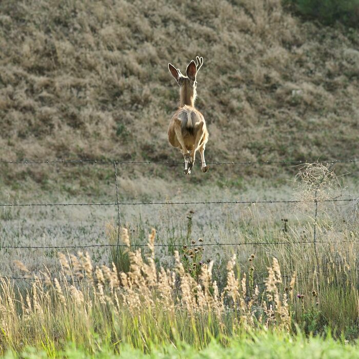 Ciervo saltando cerca de cerca de alambre, imagen natural de animales divertidos