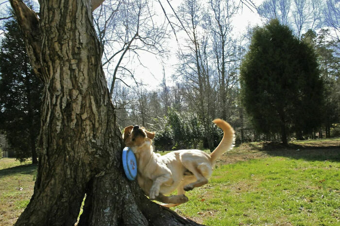 Perro jugando con frisbee azul junto a árbol en parque, imagen de animales tiernos
