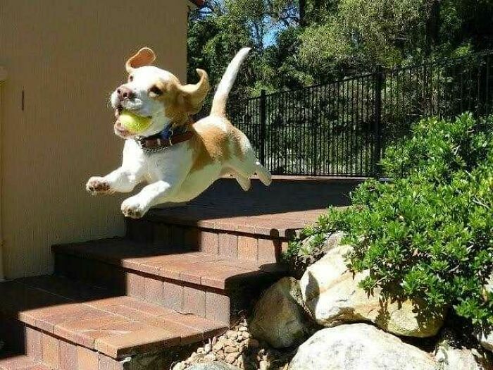 Perro saltando con pelota en la boca en exterior, foto de animales divertidos