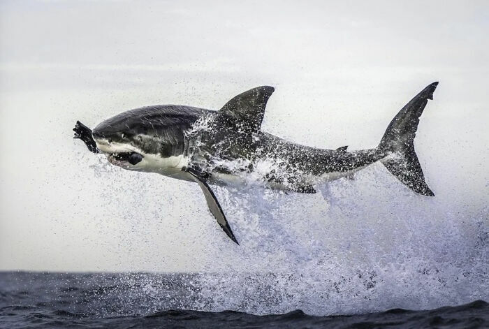 Tiburón blanco saltando fuera del agua en foto impresionante de animales