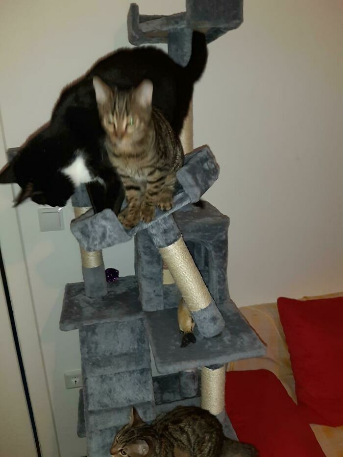 Gatos jugando en árbol para gatos en fotos tiernas de animales