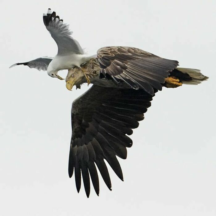 Gaviota volando cerca de águila en imagen impresionante de animales en vuelo