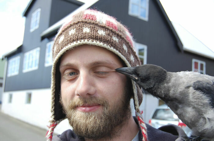Cuervo picoteando la cara de un hombre con gorro en imagen divertida de animales