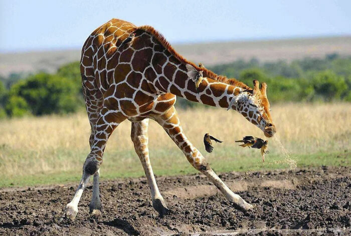 Jirafa intentando alcanzar aves en movimiento en fotografía de animales en la naturaleza