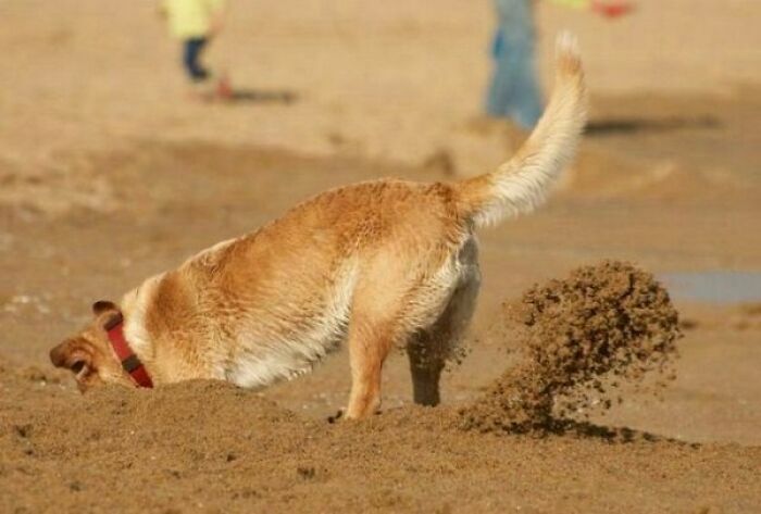 Perro cavando en la arena en fotos tiernas y divertidas de animales