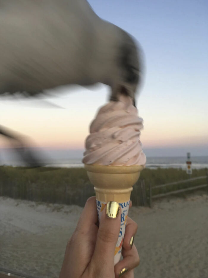 Gaviota robando helado en fotos tiernas y divertidas de animales