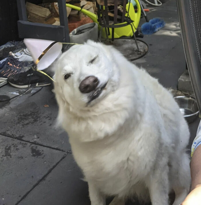 Perro blanco guiñando un ojo en fotos tiernas y divertidas de animales