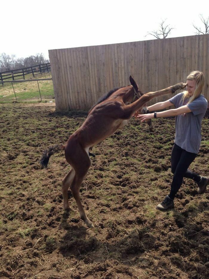 Potro jugando con mujer en campo, imagen de animales tiernos y divertidos