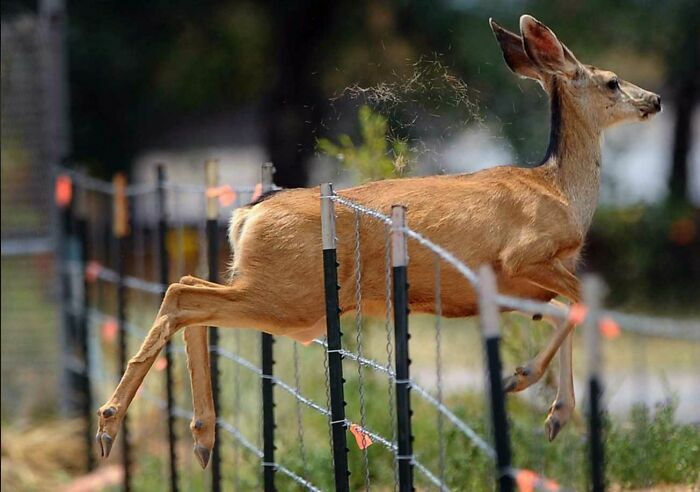 Venado saltando una cerca en foto tierna de animales
