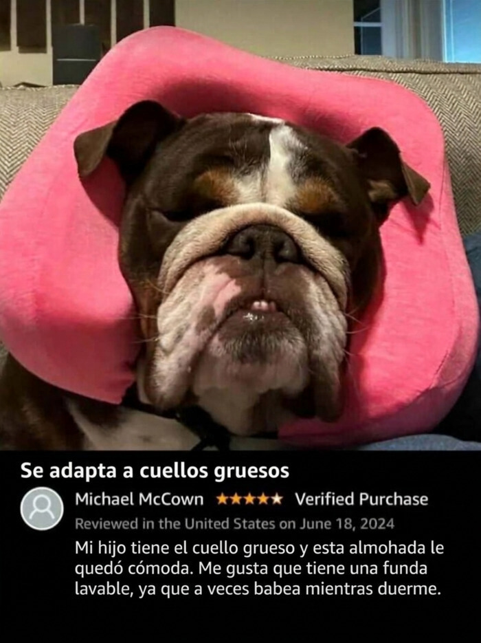 Perro con cuello grueso usando almohada cómoda para cuellos gruesos Amazon