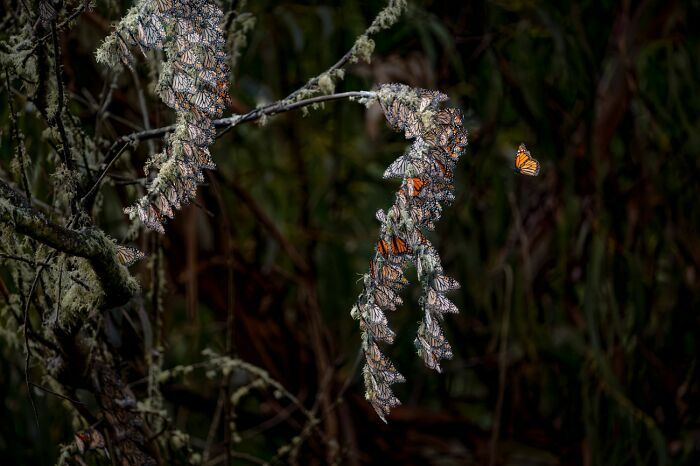 Mariposas monarca agrupadas en ramas en la mejor foto de los Premios internacionales de fotografía Siena