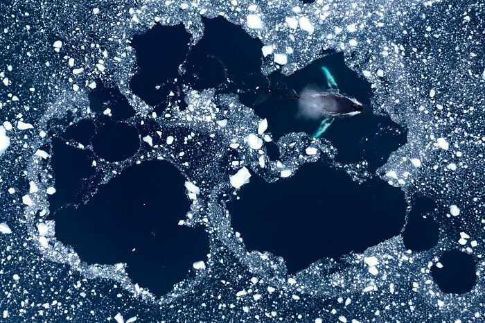 Ballena pausando en hielo en natural en las mejores fotos de los Premios internacionales de fotografía Siena