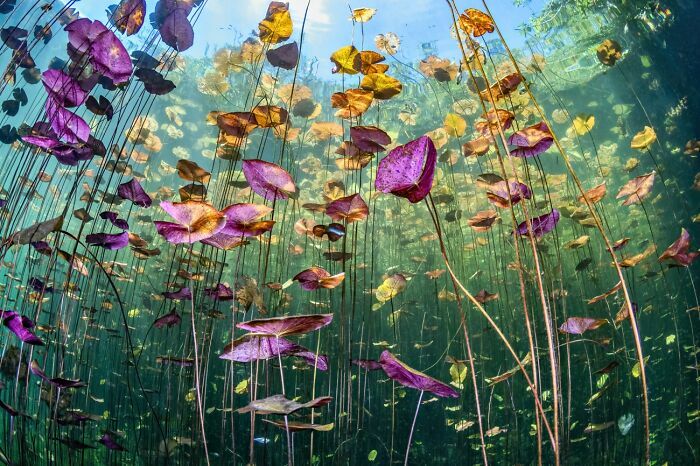 Plantas acuáticas coloridas bajo el agua imagen destacada en premios internacionales de fotografía Siena