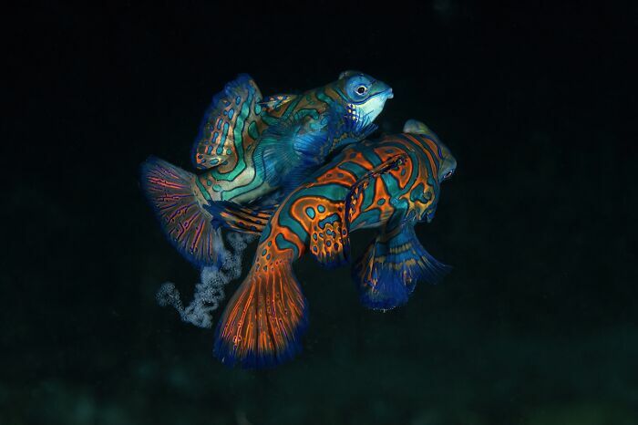 Peces mandarín nadando en el océano imagen ganadora en Premios internacionales de fotografía Siena