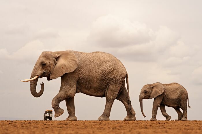 Elefante y cría caminando en la naturaleza en fotos premiadas 2026