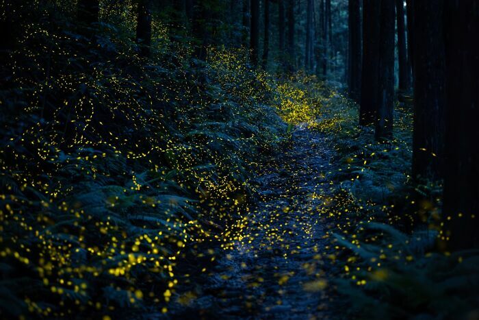 Bosque con luciérnagas iluminando sendero en fotos premiadas 2026