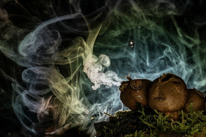 Hongo emitiendo humo en detalle macro foto premiada en concursos internacionales Siena