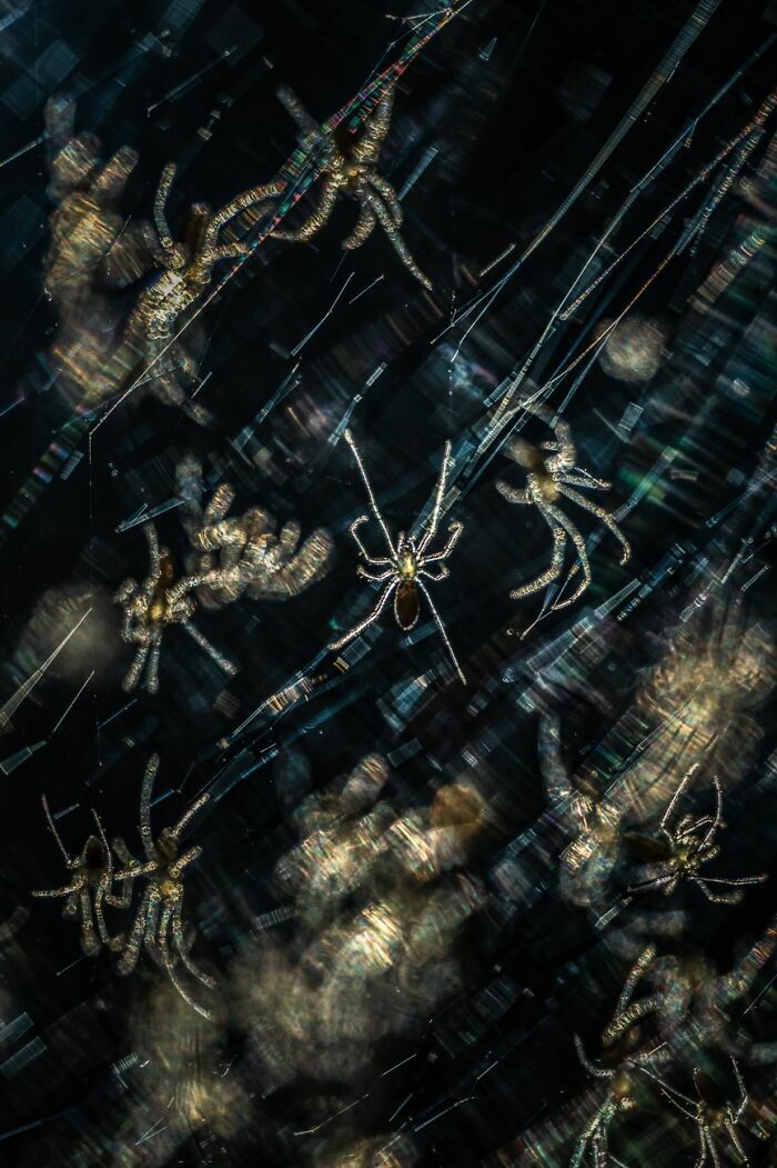 Arañas sobre telaraña capturadas en imagen premiada en concursos internacionales fotografía Siena 2026
