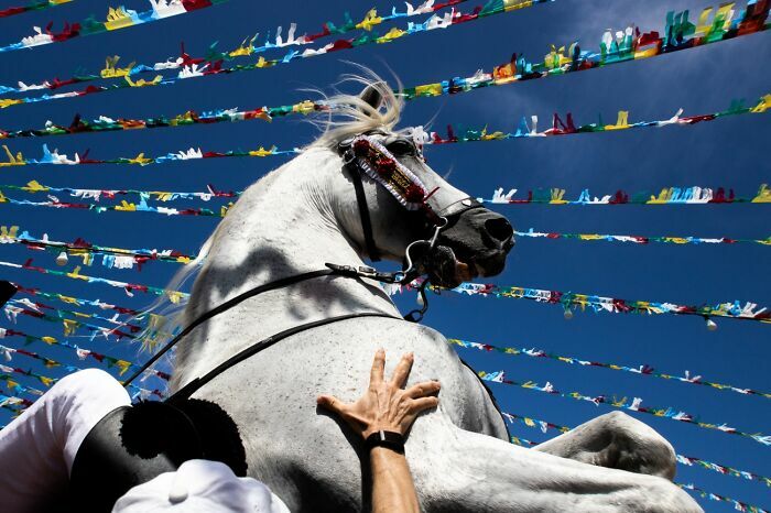 Caballo blanco con riendas en evento bajo banderas coloridas Premios internacionales de fotografía Siena
