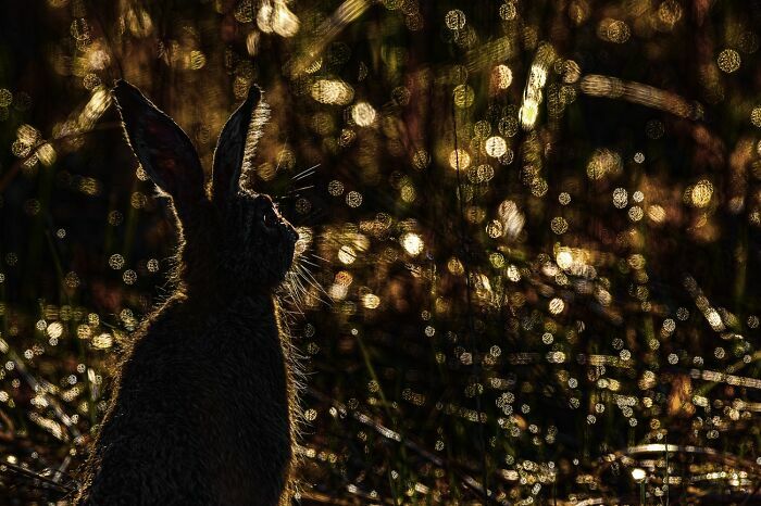 Silueta de una liebre al atardecer en estas fotos de fauna premiadas.