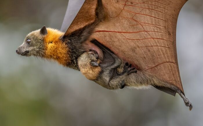 Un murciélago volando con su cría, mostrando la belleza de las fotos de fauna premiadas.