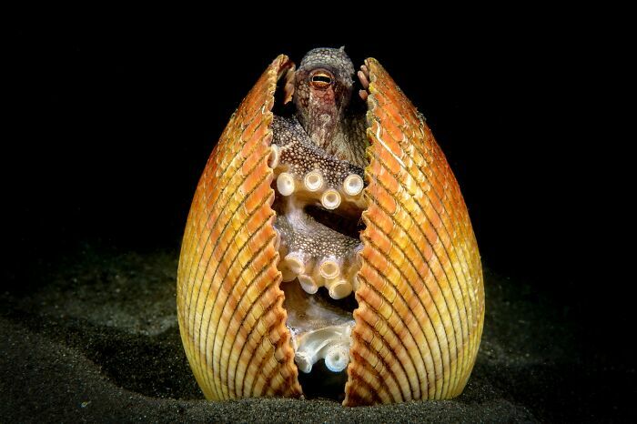 Un pulpo escondido en una concha marina capturado en fotos de fauna.