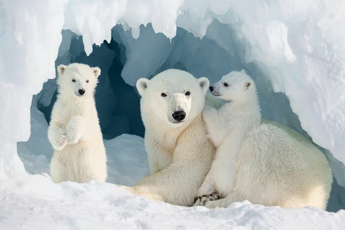 Madre oso polar con sus crías en la nieve, un ejemplo de fotos de fauna premiadas.
