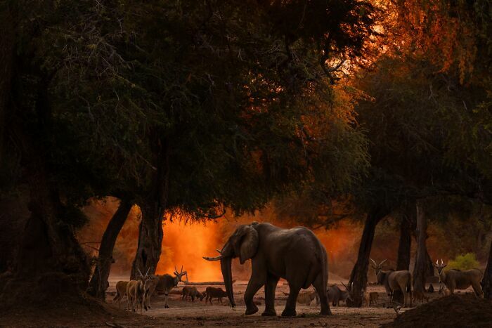 Un elefante camina entre árboles, destacando la belleza de las fotos de fauna.