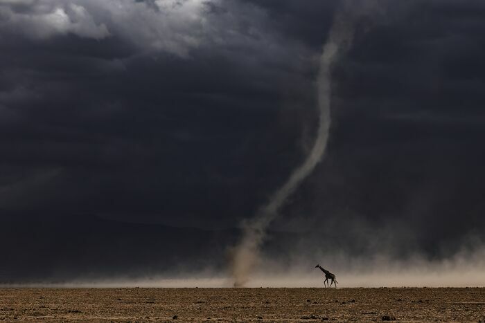 Jirafa caminando cerca de un remolino de polvo, impresionante escena entre fotos de fauna.