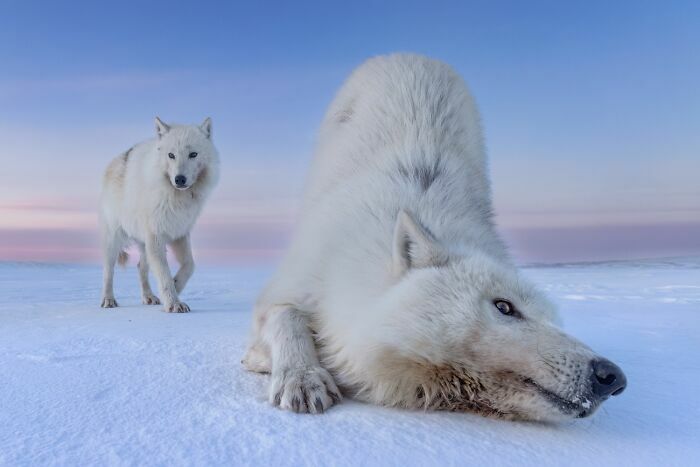Dos lobos árticos blancos jugando en la nieve, un ejemplo de fotos de fauna marina y terrestre.