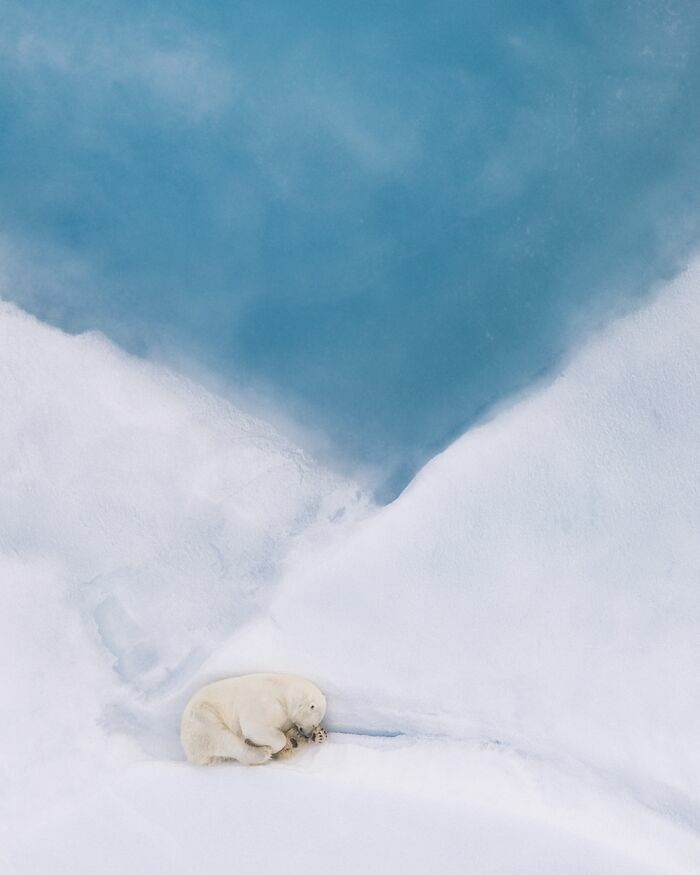 Oso polar durmiendo plácidamente sobre la nieve en el Ártico, captura de fotos de fauna.
