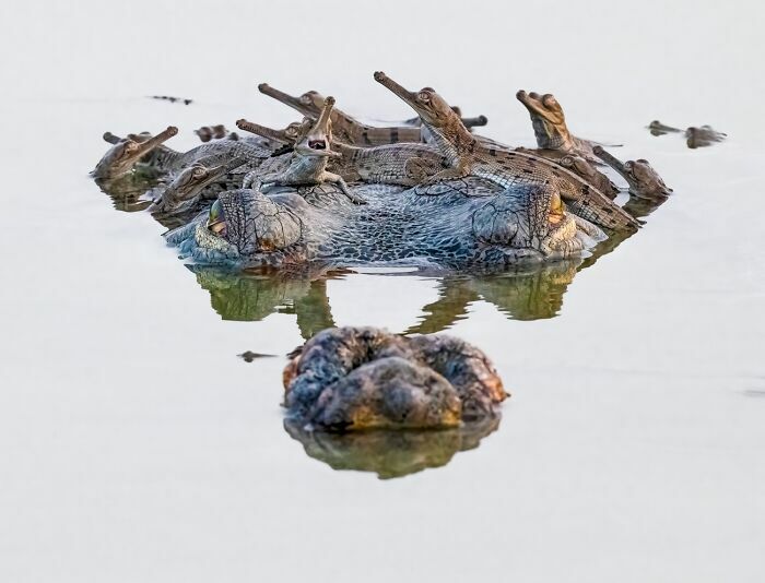 Un gavial con sus crías en el agua, destacada entre fotos de fauna premiadas.