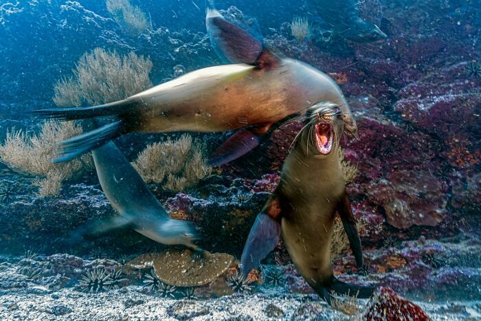 Leones marinos jugando bajo el agua, una captura de fotos de fauna premiadas.