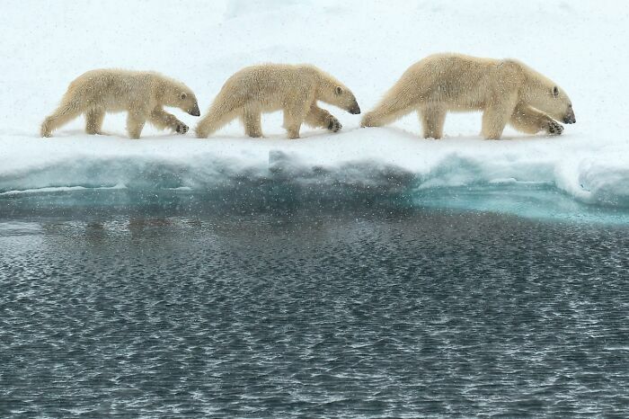 Tres osos polares caminando sobre el hielo, bella toma entre fotos de fauna premiadas.