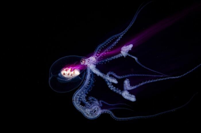 Pulpo translúcido en la oscuridad del océano, increíble hallazgo en fotos de fauna premiadas.