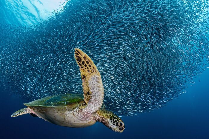 Tortuga marina nadando en el mar junto a un banco de peces, destacada en fotos de fauna.
