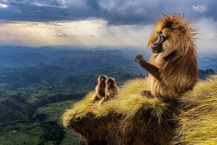 Mono gelada y sus crías en la cima de una montaña, una de las fotos de fauna más impresionantes.