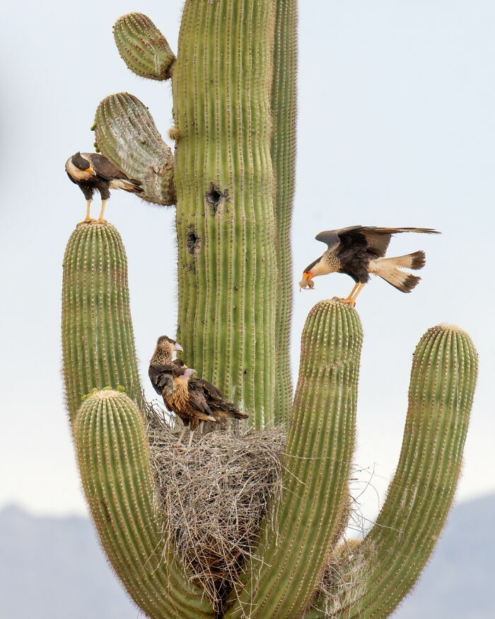 Caracaras en un gran cactus, ejemplo impactante de fotos de fauna en el desierto.