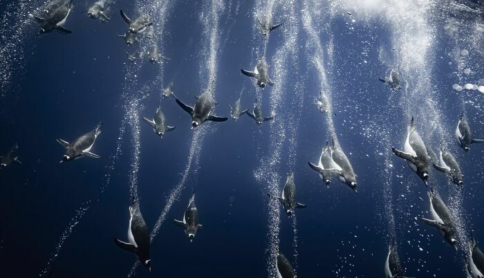 Pingüinos nadando velozmente bajo el agua, una joya entre las fotos de fauna marina.
