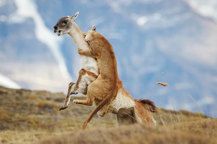 Puma atacando a un guanaco en una escena dramática de fotos de fauna en la naturaleza.
