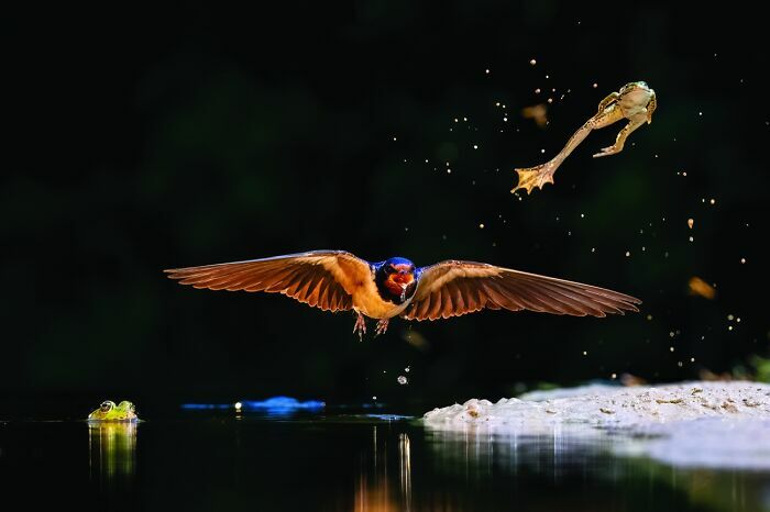 Golondrina volando sobre el agua cerca de una rana en esta imagen de fotos de fauna.