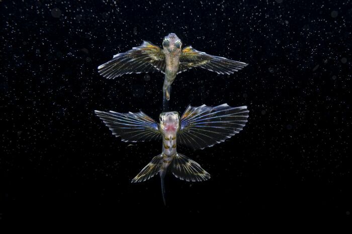 Pez volador nadando en aguas oscuras, un ejemplo impactante en fotos de fauna que muestran la vida marina.