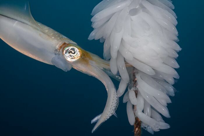 Calamar junto a sus huevos bajo el agua, capturado en fotos de fauna que celebran la naturaleza.