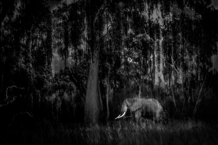 Elefante caminando en un bosque oscuro, fotos de fauna