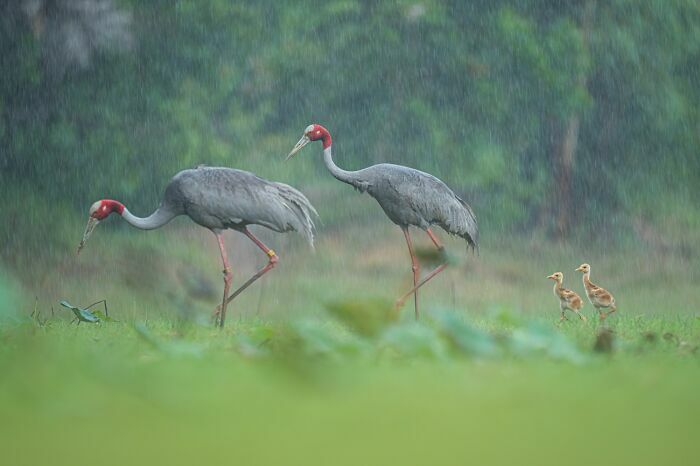 Familia de grullas caminando bajo la lluvia, fotos de fauna