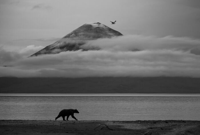 Oso caminando en la orilla frente a un volcán, fotos de fauna